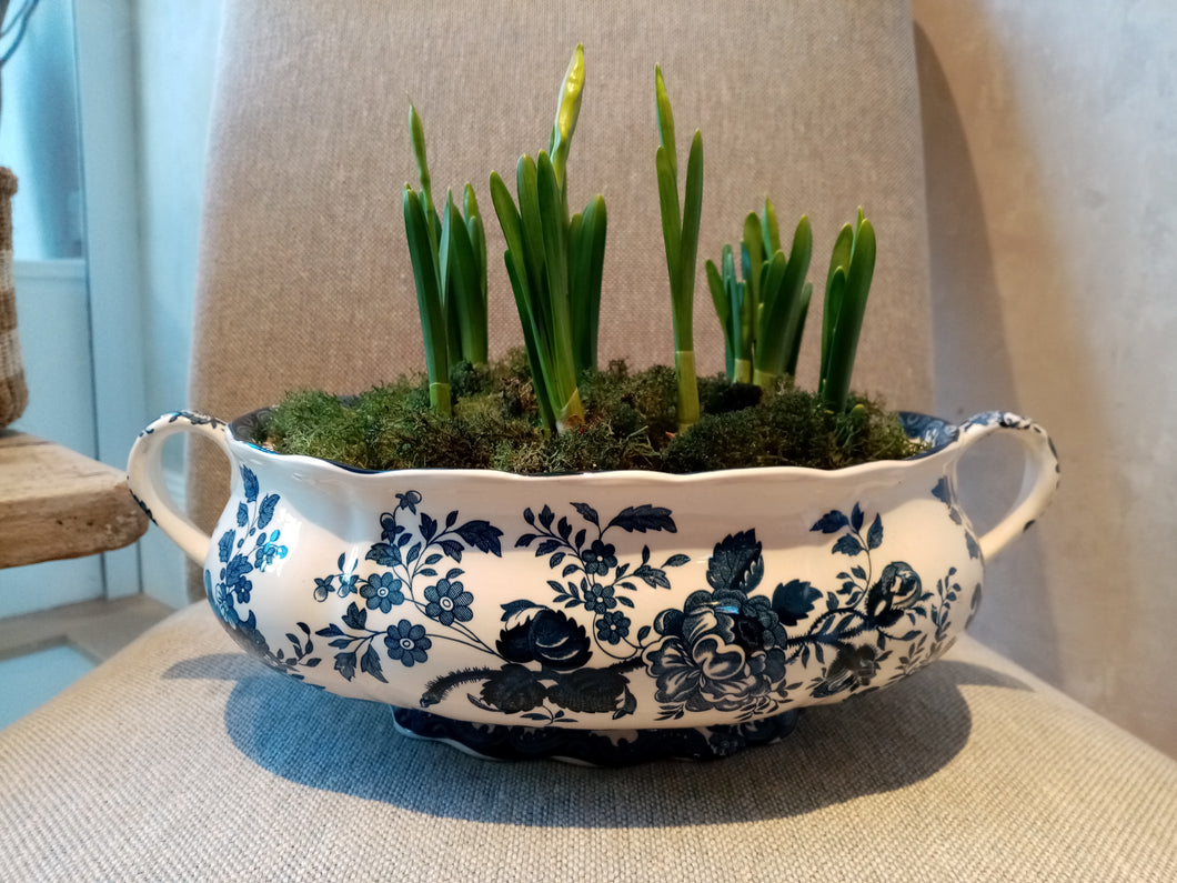 Soup Bowl