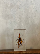 Load image into Gallery viewer, Lucite Insect
