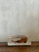 Load image into Gallery viewer, Lucite Insect
