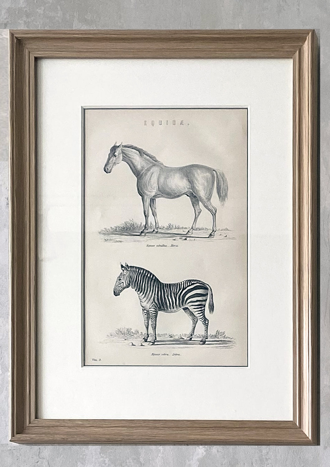 Victorian African Animal Prints