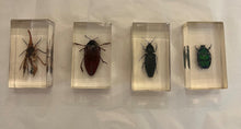 Load image into Gallery viewer, Lucite Insect
